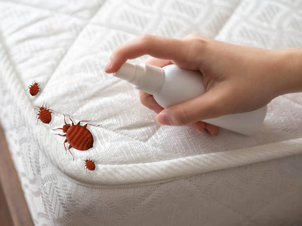 Best Affordable Pest Control Services  in Palmetto Bay, FL